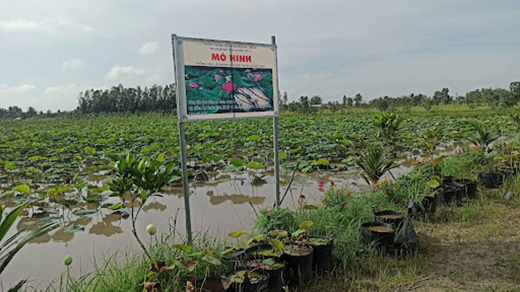 Doi-đoi-nho-mo-hinh-ket-hop-trong-sen-nuoi-ca