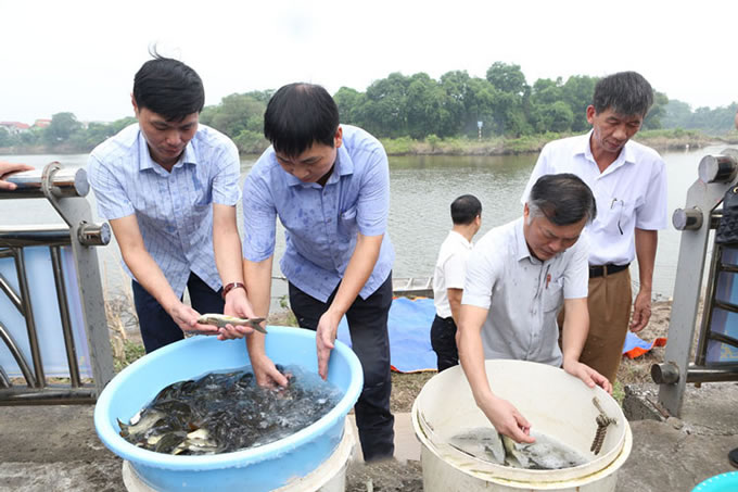 tha-ca-giong-tren-song-day tha-15-nghin-ca-giong-tren-song-day