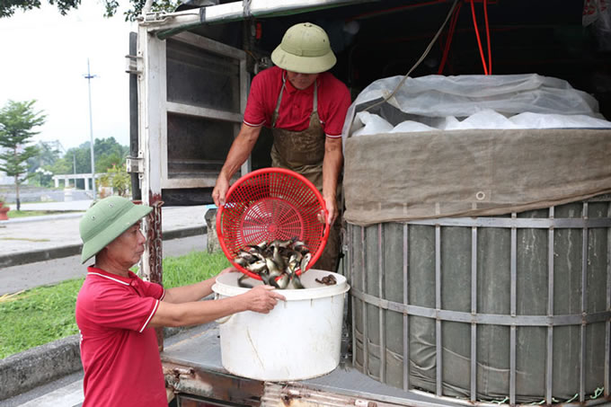 tha-ca-tai-tao-nguon-loi-thuy-san tha-ca-giong-tren-song-day