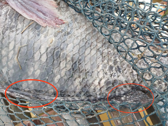 ca-long-chet ca-long-chet-do-xa-day-song