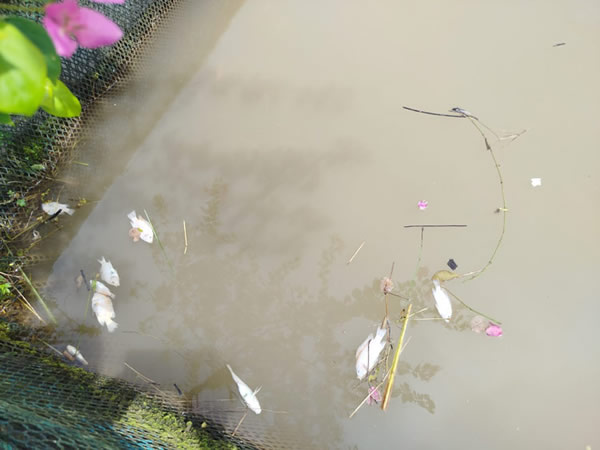 ca-chet-tren-song-da thiet-hai-lon-do-xa-day-song