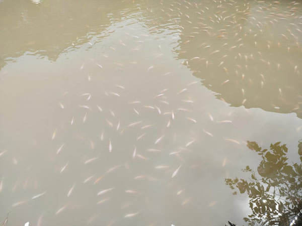 ca-chet-do xa-day-song khac-phuc-ca-chet-do-xa-day-song