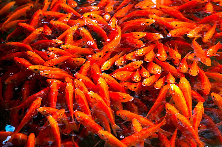 Y-nghia-ca-chep-hoa-rong Ca-chep-hoa-rong-va-y-nghia