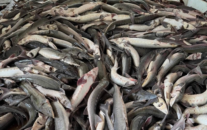 ca-chet-sau-bao-so-10