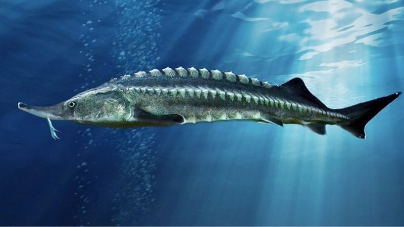 Dùng camera AI xác định giới tích cá tầm