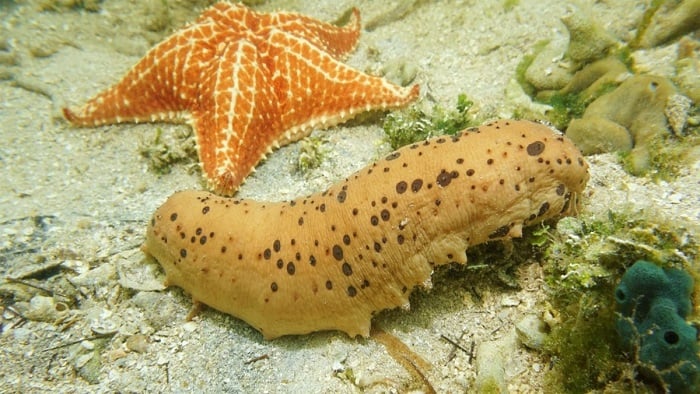 tich-hop-nuoi-hai-sam-voi-san-xuat-dien-nang-luong-mat-troi