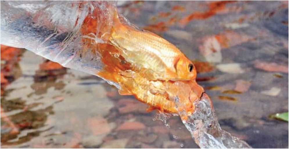 y-nghia-tha-ca-chep-ngay-ong-cong-ong-tao Tha-ca-chep-ngay-ong-cong-ong-tao