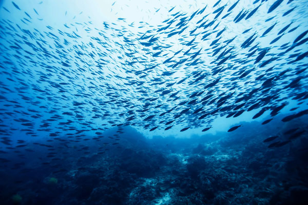 Một số sản phẩm thủy sản được áp dụng thuế GTGT